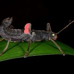 Mysteriöses Insekt Australien: Ein Blick in die Geheimnisse der australischen Fauna