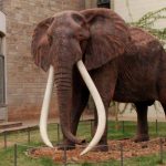 Majestät des Elefantenbulle Ahmed: Ein Blick in das faszinierende