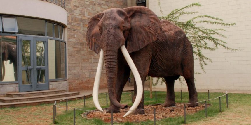 Majestät des Elefantenbulle Ahmed: Ein Blick in das faszinierende