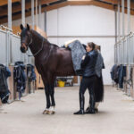Welche Stalldecke passt zu deinem Pferd?