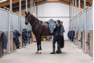 Welche Stalldecke passt zu deinem Pferd?
