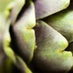 Bitterstern – Mehr als nur Geschmack: Einfluss auf die Gesundheit und das Wohlergehen