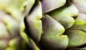 Bitterstern – Mehr als nur Geschmack: Einfluss auf die Gesundheit und das Wohlergehen